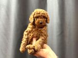 Evinizin küçük toy poodle üyesi