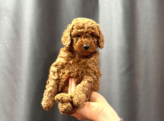 Evinizin Küçük Toy Poodle Üyesi