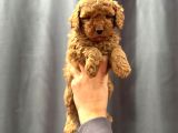 Evinizin Küçük Toy Poodle Üyesi