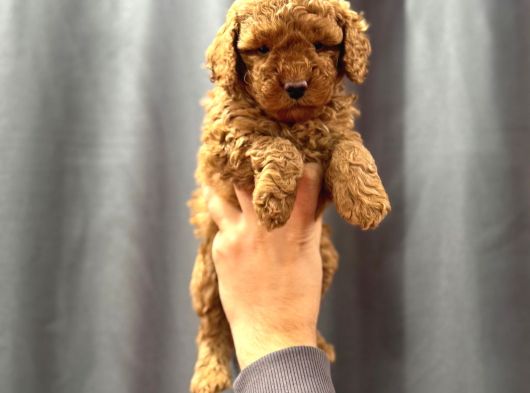 Evinizin Küçük Toy Poodle Üyesi görsel