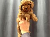 Evinizin Küçük Toy Poodle Üyesi