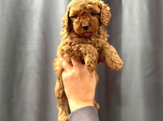 Evinizin Küçük Toy Poodle Üyesi görsel