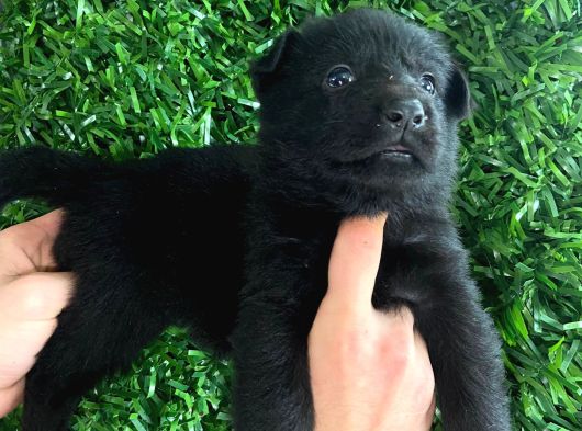 Burkemden Özel Solid Black Alman Yavrularımız görsel