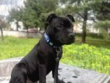 STAFFORDSHIRE BULL TERRIER a secereli 7 aylık Erkek