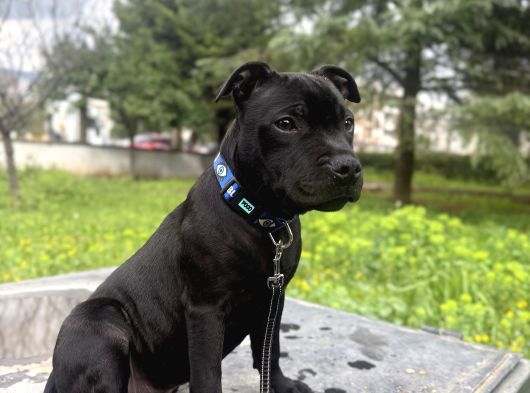 Staffordshire Bull Terrier A Secereli 7 Aylık Erkek