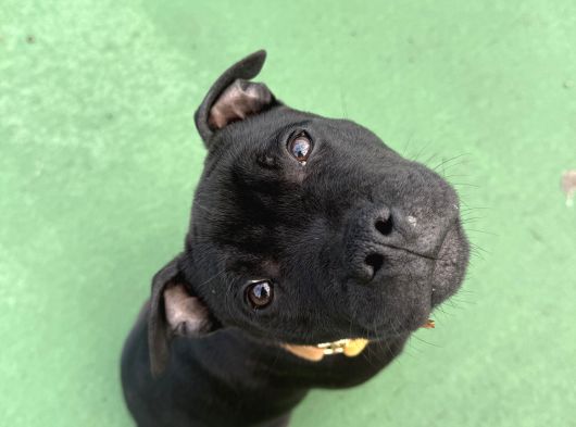 Staffordshire Bull Terrier A Secereli 7 Aylık Erkek görsel