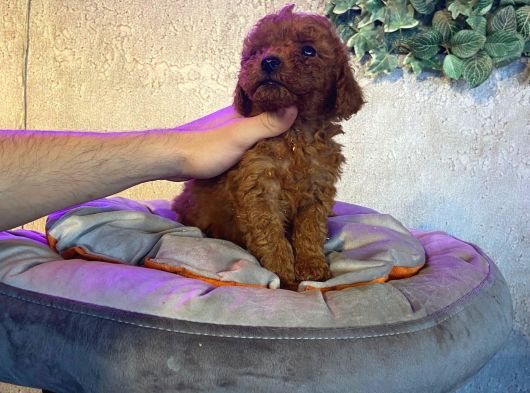 Burkemden oyuncak  a kan poodle Yavrularımız