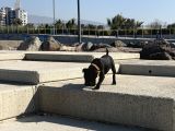 Staffordshire Bull Terrier A Secereli 7 Aylık Erkek