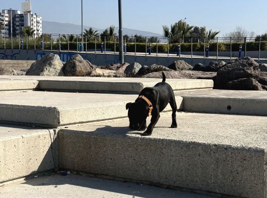 Staffordshire Bull Terrier A Secereli 7 Aylık Erkek görsel