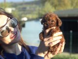 0 Numara Poodle