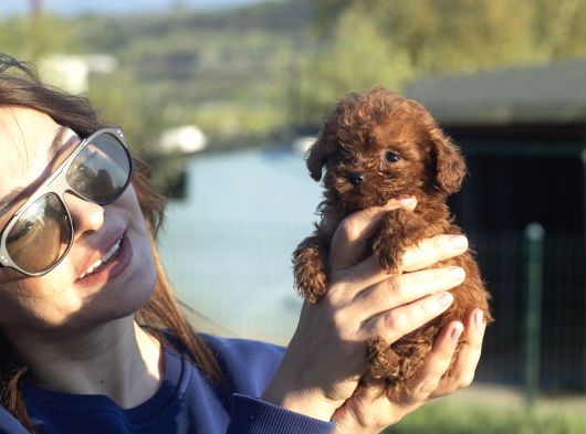 0 Numara Poodle görsel