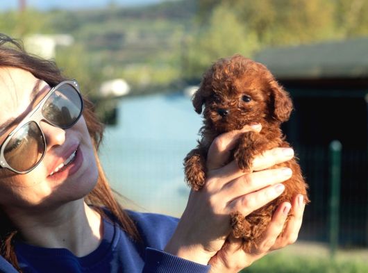 0 Numara Poodle görsel