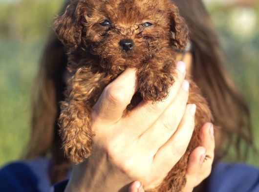 0 Numara Poodle görsel