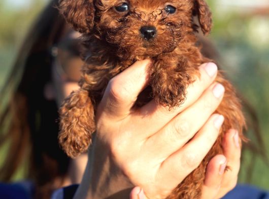 0 Numara Poodle görsel