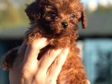 0 Numara Poodle