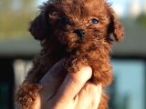 0 numara Poodle