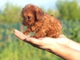 0 numara Poodle