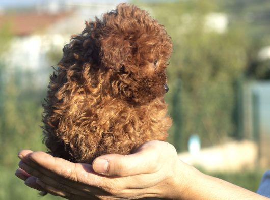 0 Numara Poodle görsel