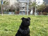 Staffordshire Bull Terrier A Secereli 7 Aylık Erkek