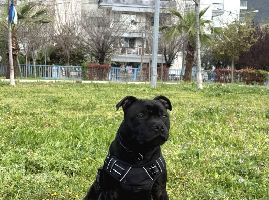 Staffordshire Bull Terrier A Secereli 7 Aylık Erkek görsel