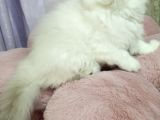 Safkan Scottish Fold Ve Straight Yavrular Catteryden