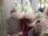 Safkan Scottish Fold Ve Straight Yavrular Catteryden
