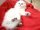 Safkan Scottish Fold Ve Straight Yavrular Catteryden