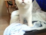 Safkan Scottish Fold Ve Straight Yavrular Catteryden