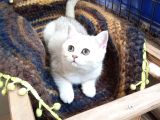 Safkan Scottish Fold ve Straight yavrular Catteryden