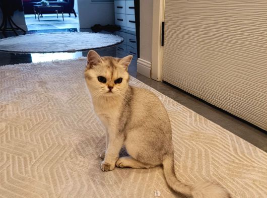 Yavru Cıns Kedı görsel