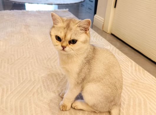 Yavru Cıns Kedı görsel