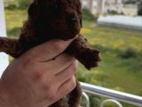 Toy Padıl Red Brown Bebeklerimiz Teslime Hazırdır