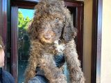 Dev Labradoodle Yavrular