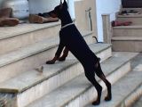 6 Aylık Secereli King Doberman