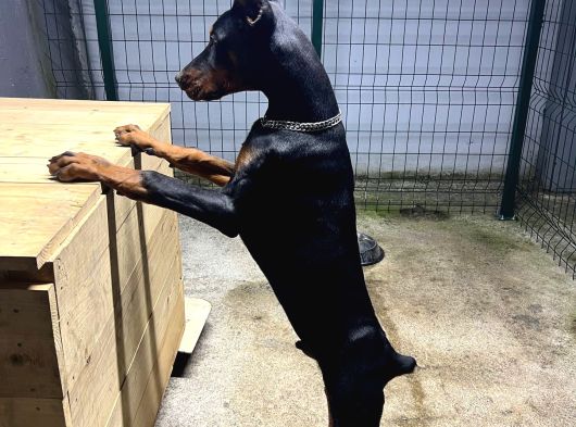 6 Aylık Secereli King Doberman