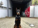 6 Aylık Secereli King Doberman