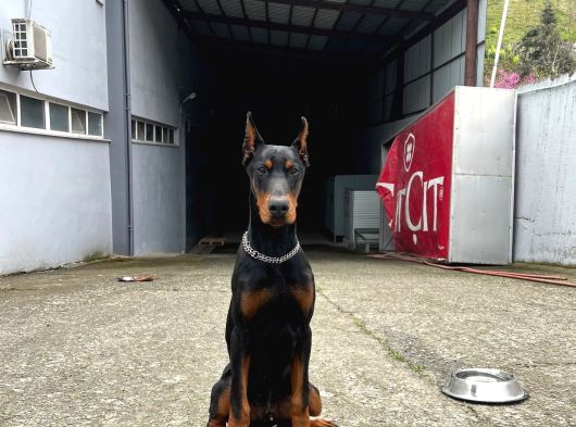 6 Aylık Secereli King Doberman görsel