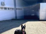 6 Aylık Secereli King Doberman