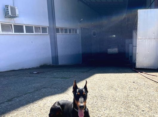 6 Aylık Secereli King Doberman görsel