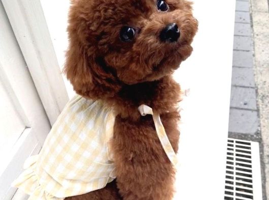 Resmi̇ İşletmeden Kore Toypoodle Yavrulari görsel
