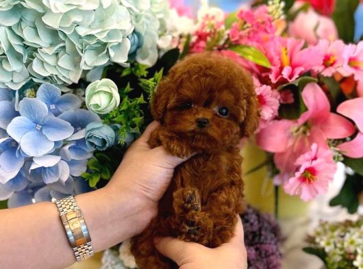 RESMİ İŞLETMEDEN KORE TOYPOODLE YAVRULARI