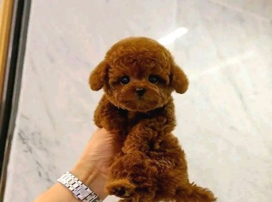 Resmi̇ İşletmeden Kore Toypoodle Yavrulari görsel