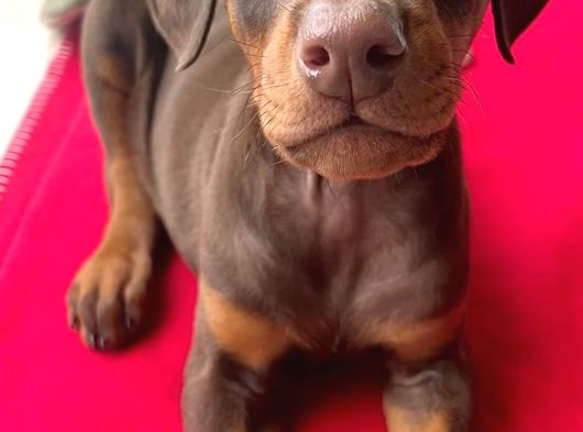 Şampi̇yon Soy Kizil Doberman Yavrularimiz görsel