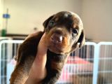 Şampi̇yon Soy Kizil Doberman Yavrularimiz