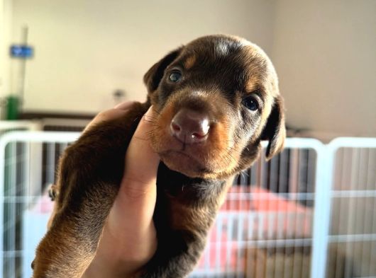 Şampi̇yon Soy Kizil Doberman Yavrularimiz görsel