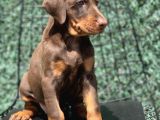 ŞAMPİYON SOY KIZIL DOBERMAN YAVRULARIMIZ