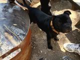 Staffordshire Bull Terrier A Secereli 7 Aylık Erkek