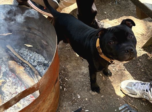 Staffordshire Bull Terrier A Secereli 7 Aylık Erkek görsel