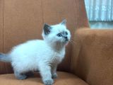 55 60 Günlük 2 Bluepoint 2 Scottish Kardeş