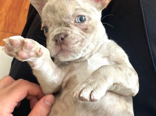 14 Şubat Doğumlu Blue Merle French görsel
